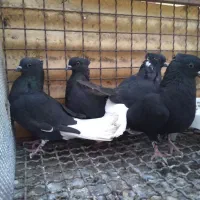 کبوتر اشعل|پرنده|اهواز, کوی مهدیس|دیوار