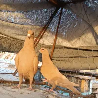 نرماده زرد،پلنگ