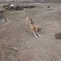 سگ سرابی ۱۸ ماهه