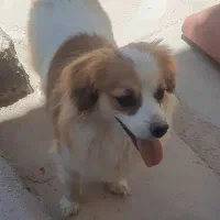 فروش سگ