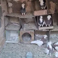 کبوتر طوقی