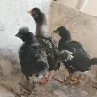 جوجه مرغ
