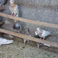 کبوتر سرور تهرانی|پرنده|رباطکریم, الارد|دیوار