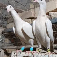 کفتر|پرنده|قم, یزدان‌شهر|دیوار