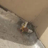 کفتر