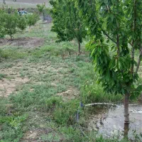 هلو شلیل بادام گیلاس|حراج|خوی, |دیوار