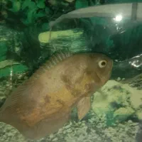 ما هی اوسکار