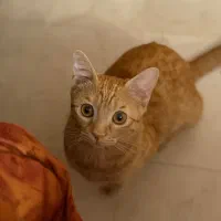 واگذاری رایگان گربه نارنجی DSH شیطون و مهربون|گربه|کرج, فاز ۲ مهرشهر|دیوار