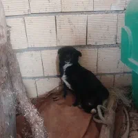 سگ پاکوتاه باهوش|سگ|کرمانشاه, |دیوار