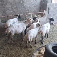 3راس میش جوان‌برهانرهمه ۱۳۵تومن