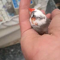 معاوضه فنچ|پرنده|شاهرود, |دیوار