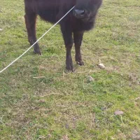 گوساله‌ماده‌لیشه‌کوله