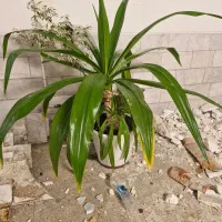 فروش فوری گل سوسن