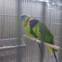 ملنگو زرد مولد|پرنده|اهواز, نادری|دیوار