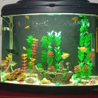 آکواریوم وماهی