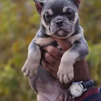 امریکن بولی|سگ|تهران, امیریه|دیوار