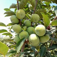 فروش خرمالو
