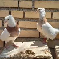 کبوتر طوقی