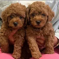 فرروش بدون واسطه توله پوی مینیاتوری و پامرانیین|سگ|اصفهان, جلفا|دیوار