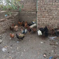 خروس و مرغ|حیوانات مزرعه|شبستر, |دیوار