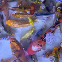 ماهی امور وکپور کوی|ماهی|تهران, چیتگر جنوبی|دیوار