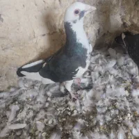 کفتر|پرنده|شیراز, دوکوهک|دیوار