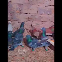 14تا کبوتر المانی وحشی زد خوردی|پرنده|رشتخوار, |دیوار