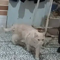 با اصالت ونژاد|گربه|کاشان, پامنار|دیوار