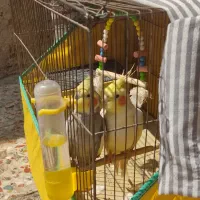 نر دو عدد عروس