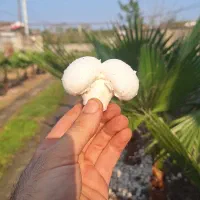 نیروی کار ساده (آقا) در تولیدی قارچ