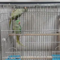 شاه طوطی یا طوطی اسکندر|پرنده|آمل, |دیوار