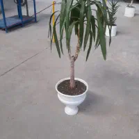 گل گندمی|گل و گیاه طبیعی|مشهد, ایثارگران|دیوار