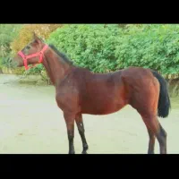 مادیان عرب ( کره براری)