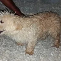 سگ خانگی
