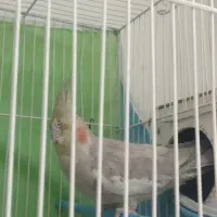 عروس هلندی|پرنده|مشهد, کوثر|دیوار