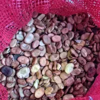 بذرباقلازودرس