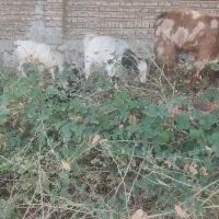 بز نرو ماده چاق