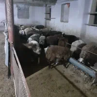 فروش بره نر و  ماده