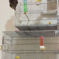 قناری ماده اماده