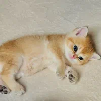 بچه گربه بریتیش|گربه|تهران, المهدی|دیوار