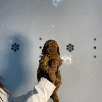 سگ پودل دارک رد واکسن خورده