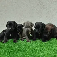 توله کنگرسو .و دوتا کنگرسو بالغ