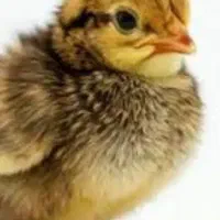 سلام فروش بلدرچین نوک قرمز 7روزه
