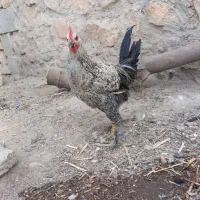 خروس