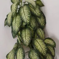 گل طبیعی