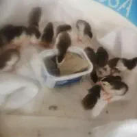 جوجه (سیساک)