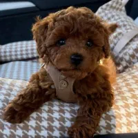 تاینی توی پودل