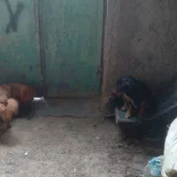 سگ های خارجی