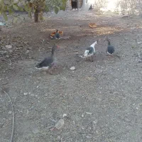 خروس وغاز محلی|حیوانات مزرعه|صائین قلعه, |دیوار