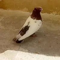 کبوتر حسن خانی